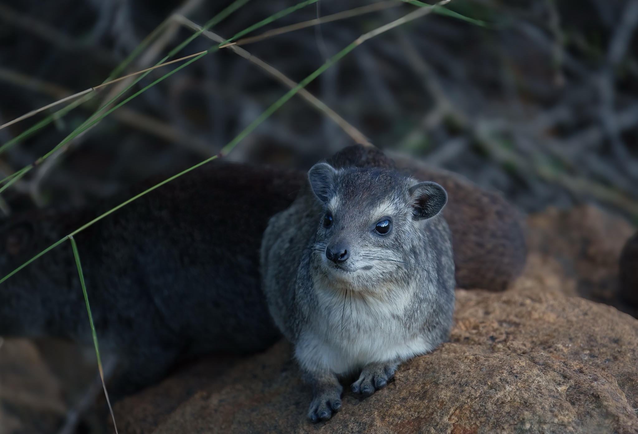 Rock Hyrax